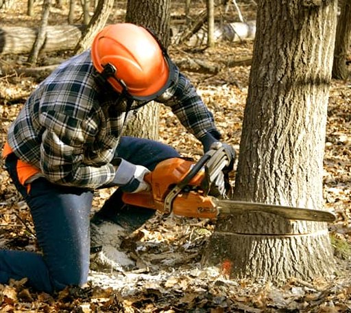 Tree Removal in Milton, MA